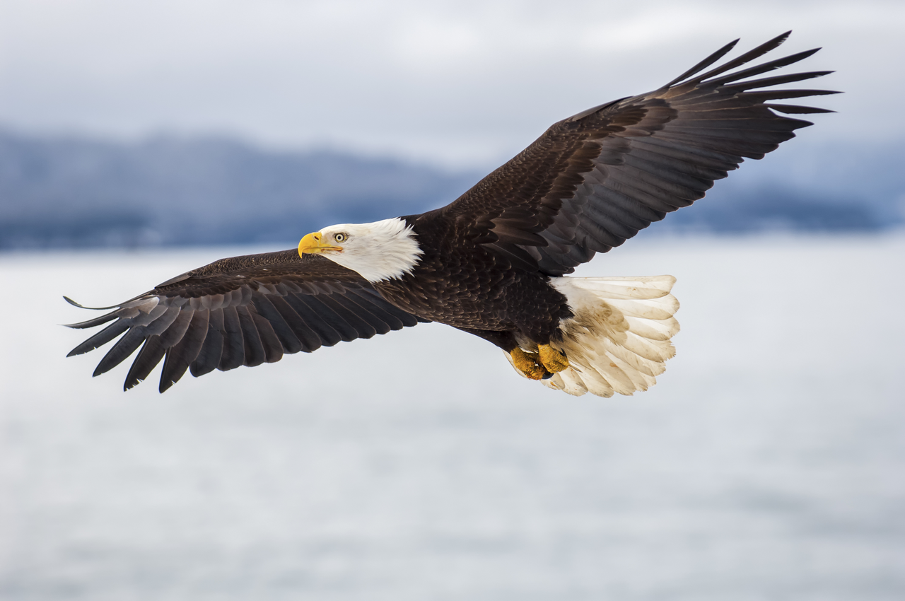 Eagle Flying Through The Sky